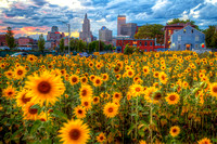 Providence and sunflowers